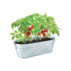 Pomodoro